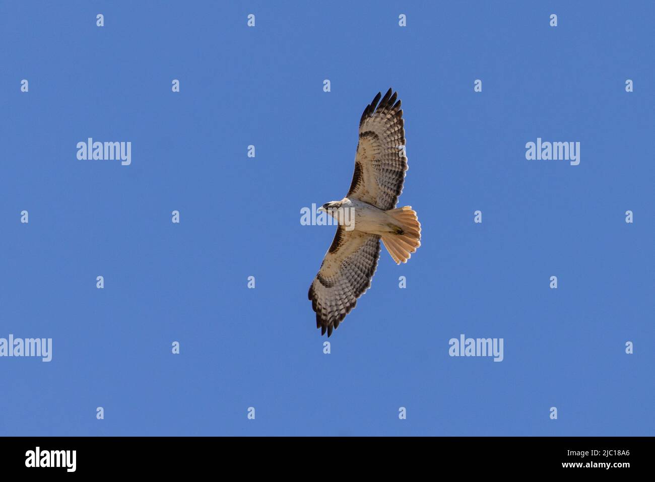 red-tailed hawk (Buteo jamaicensis), circling in thermal lift, USA, Arizona, Sonora-Wueste Stock Photo