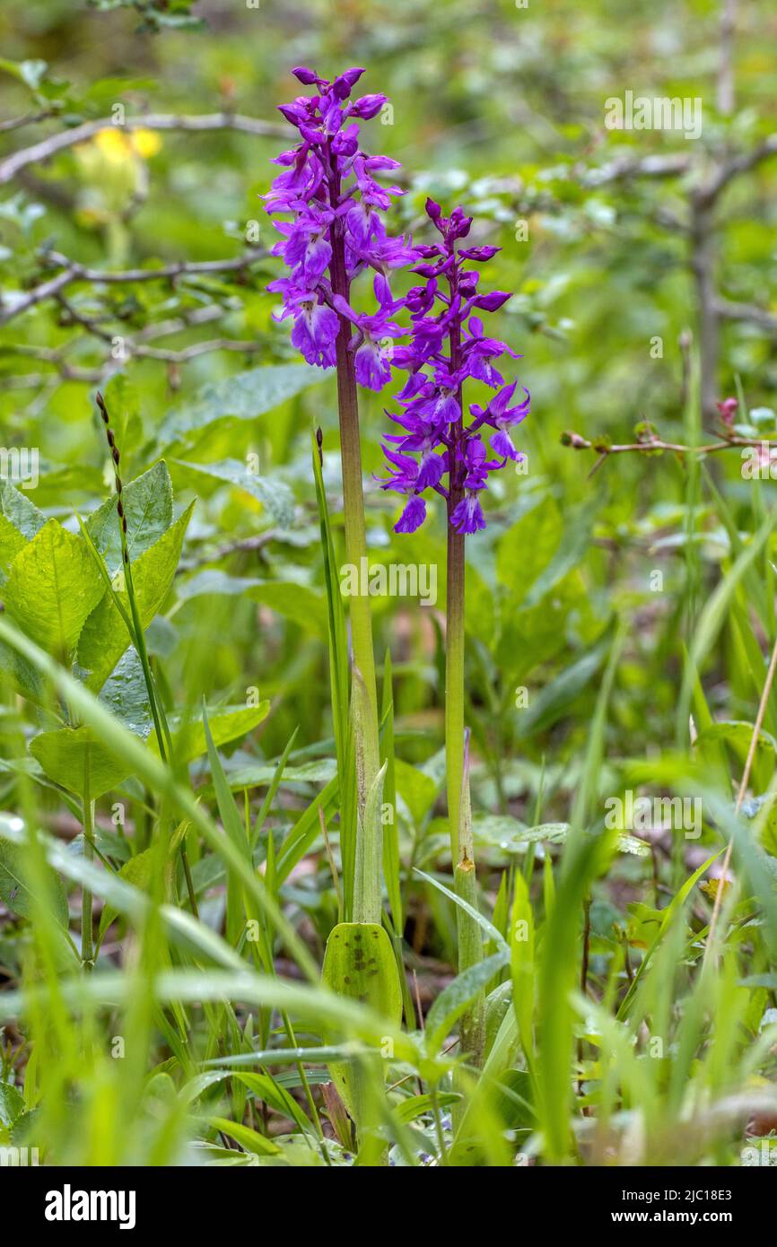 early-purple orchid (Orchis mascula), two blooming early-purple orchids, Germany, Baden-Wuerttemberg, Swabian Alb Stock Photo