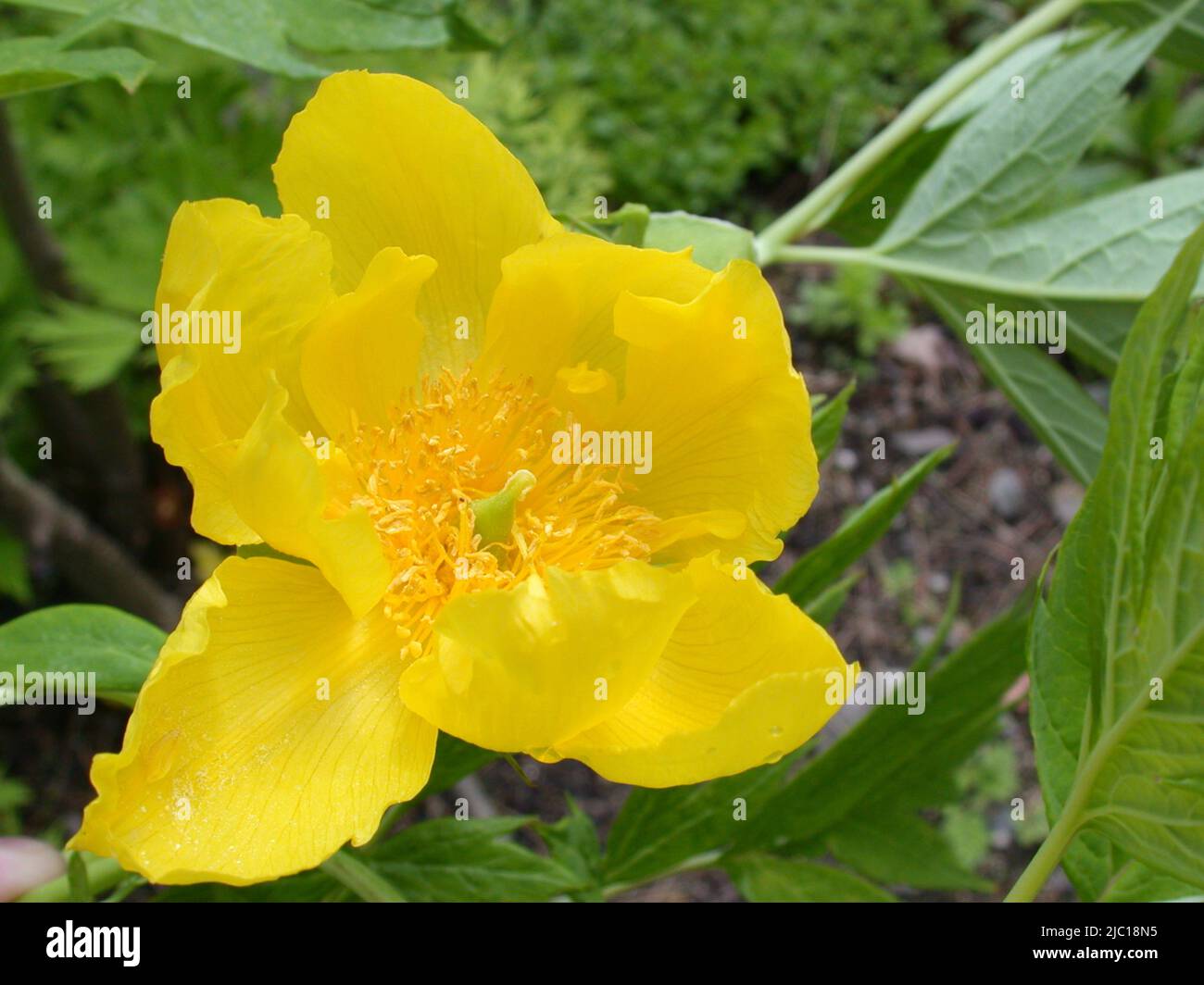Yellow peony (Paeonia lutea), flower Stock Photo