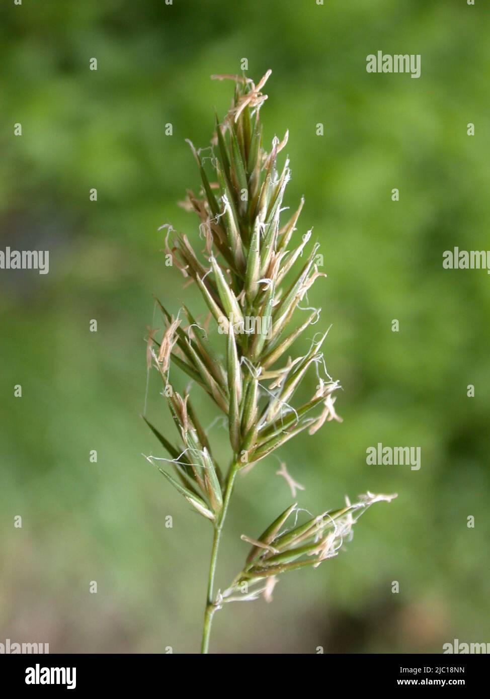 Sweet vernal-grass, Sweetscented vernal grass (Anthoxanthum odoratum), panicle, Germany Stock Photo