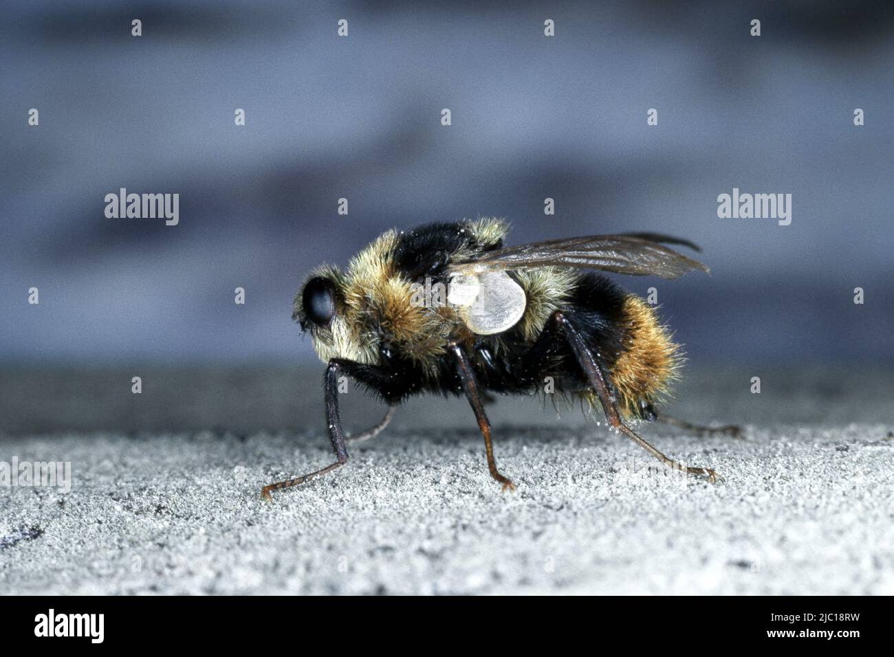 ox warble fly, northern cattle grub (Hypoderma bovis), close up Stock Photo