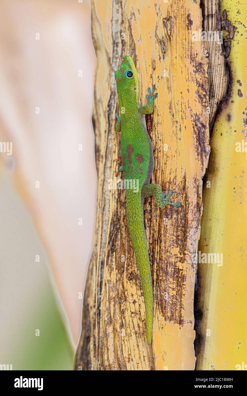 Gold dust day gecko (Phelsuma laticauda), male on a banana plant, USA, Hawaii, Maui Stock Photo