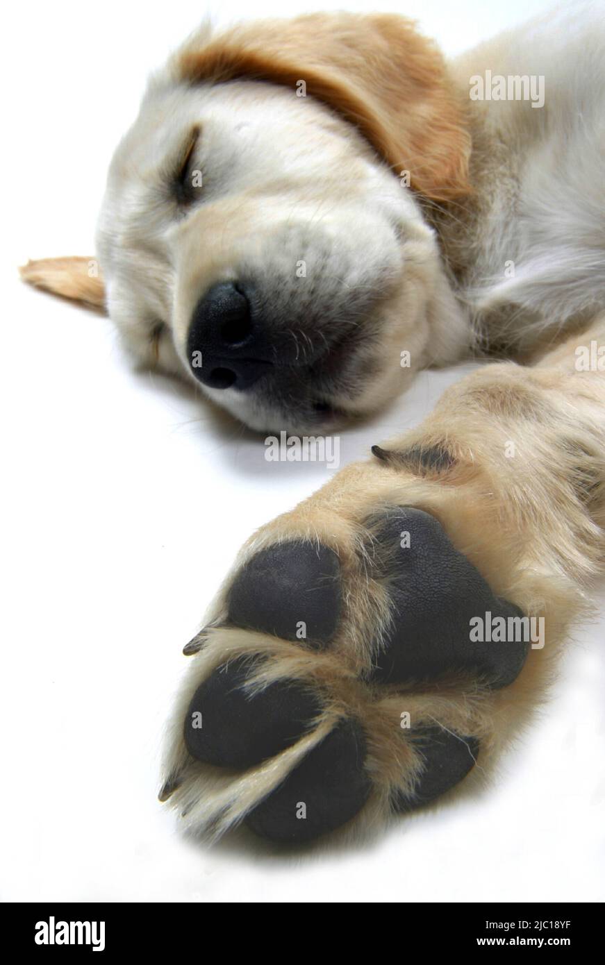 Golden Retriever (Canis lupus f. familiaris), whelp sleeping, detail of paw Stock Photo