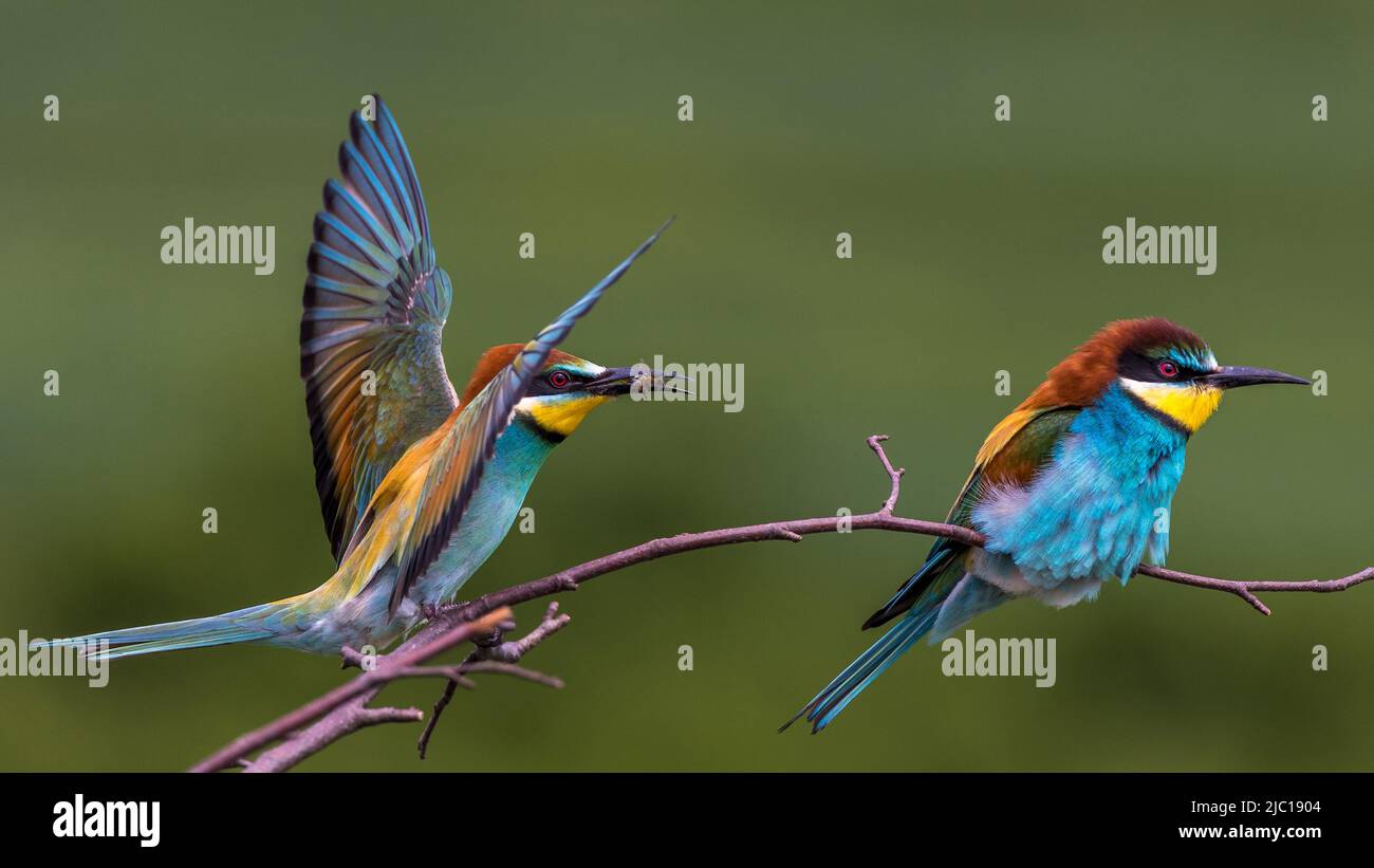 European bee eater (Merops apiaster), displaying pair on a twig, Germany, Baden-Wuerttemberg Stock Photo
