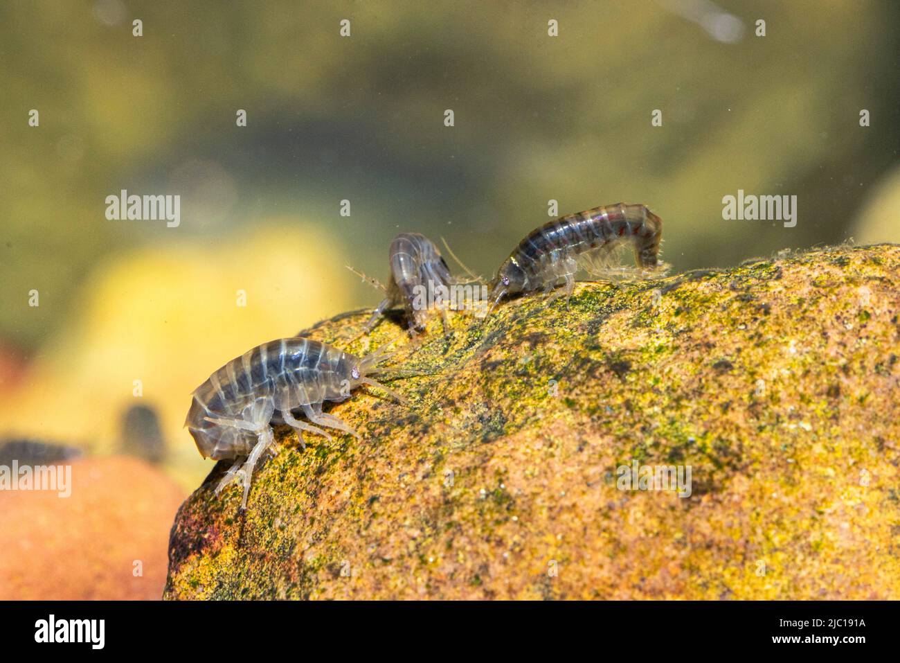 Lacustrine amphipod, Lacustrine shrimp, Freshwater shrimp, freshwater arthropod, freshwater amphipod (Gammarus roeseli), feeding algae from a stone, Stock Photo