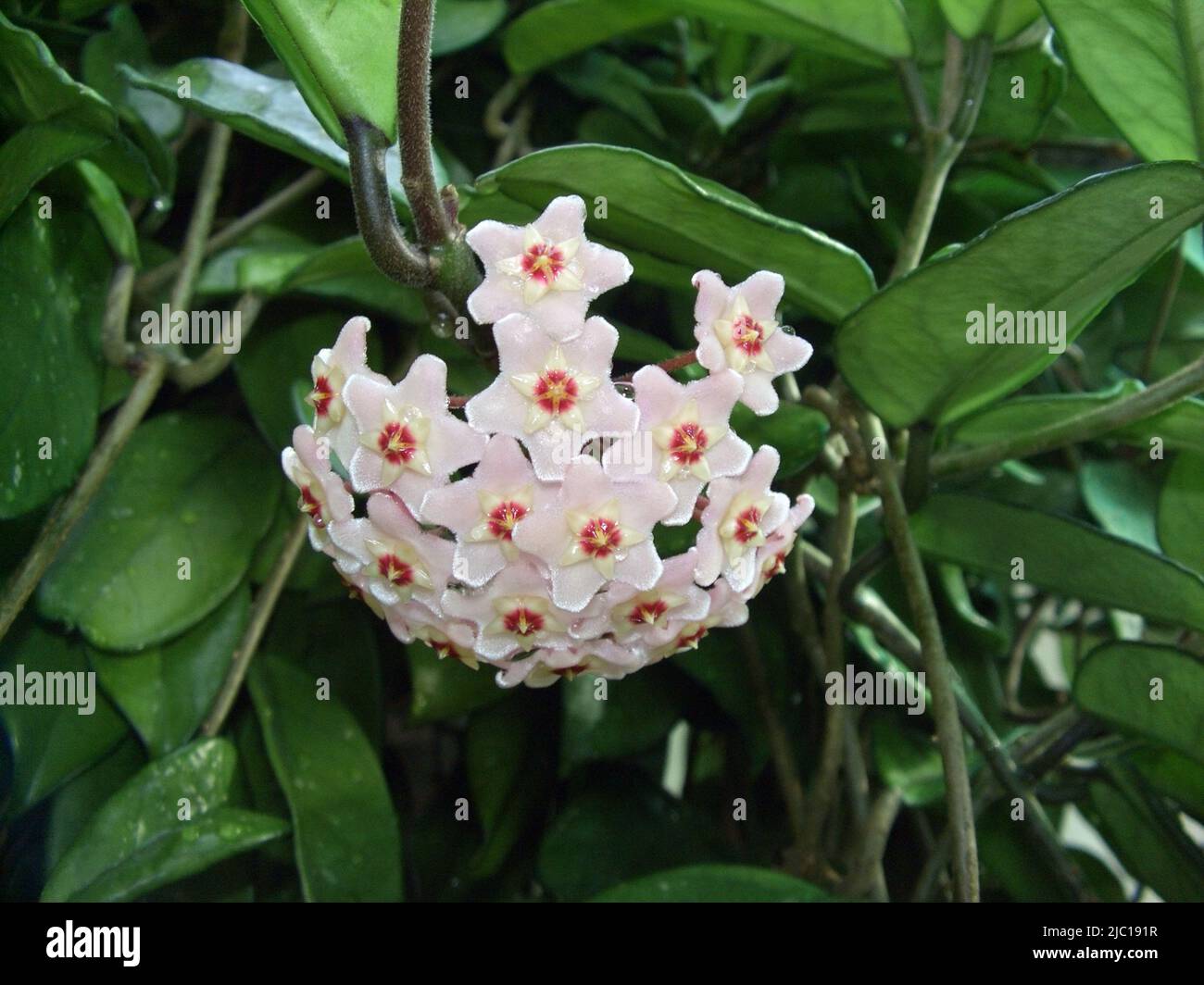 Wax Plant, Wax Flower, Porcelain Flower (Hoya carnosa), inflorescence Stock Photo
