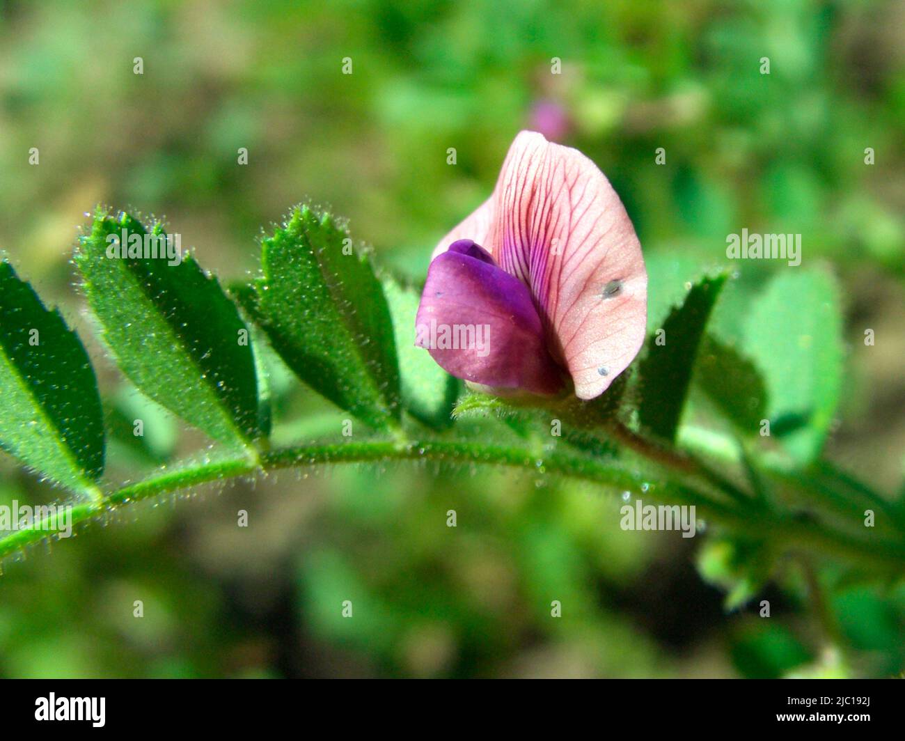 bush garbanzo bean, chickpea (Cicer arietinum), blooming Stock Photo