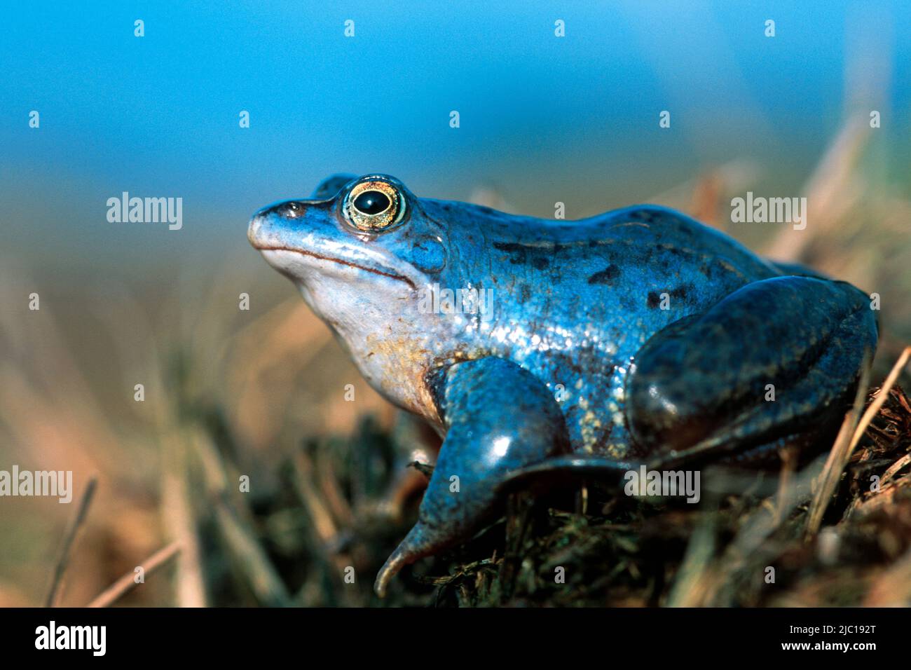 moor frog (Rana arvalis), male in nuptial colouration, Germany, Diepholzer Moorniederung Stock Photo