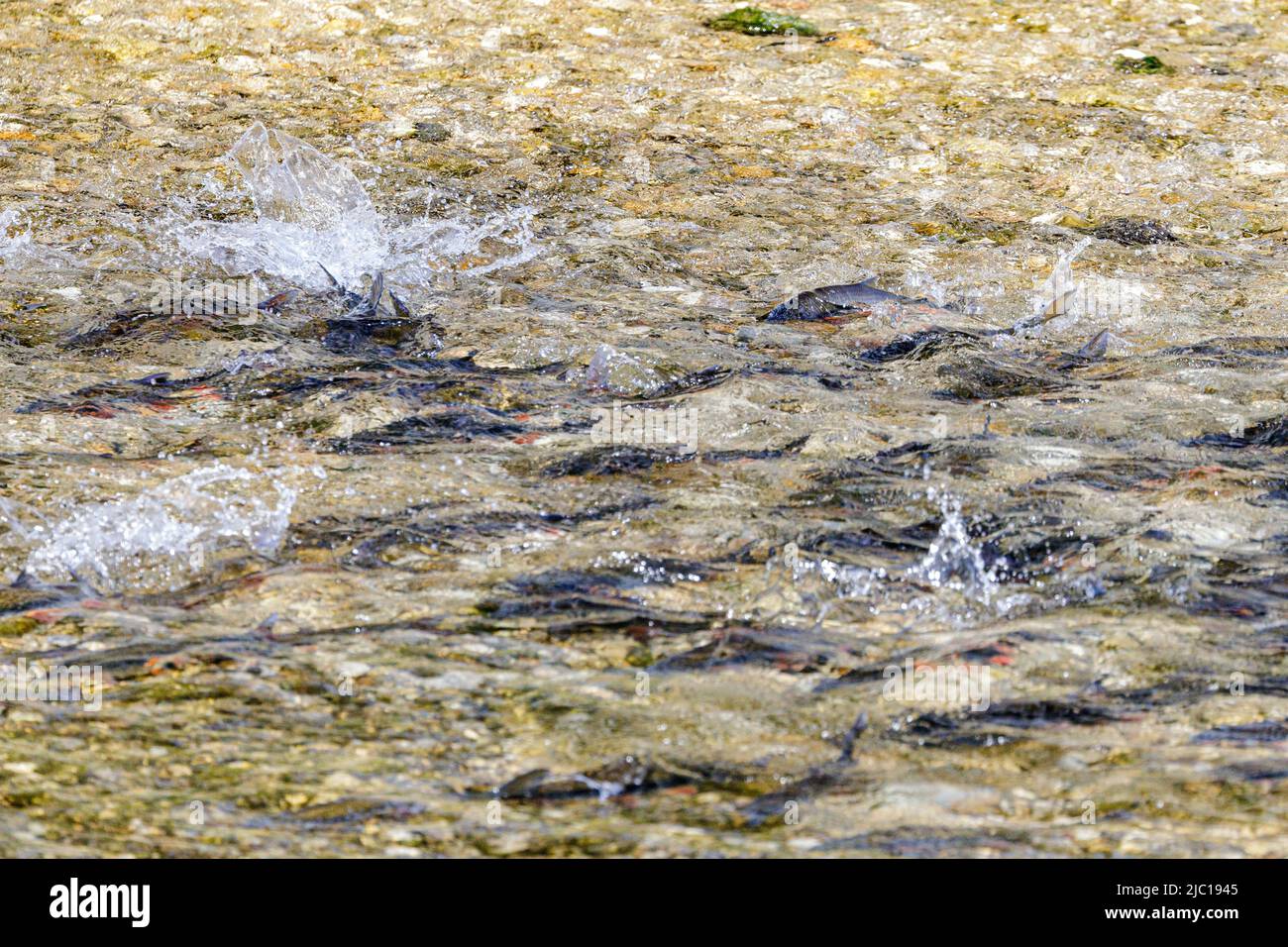 nase (Chondrostoma nasus), spawning school, Germany, Bavaria, Mangfall Stock Photo