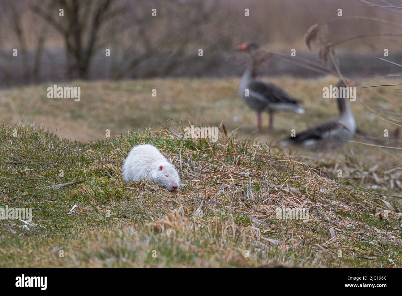 coypu, nutria (Myocastor coypus), albino in grassland in front of greylag geese, Germany, Bavaria, Erdinger Moos Stock Photo