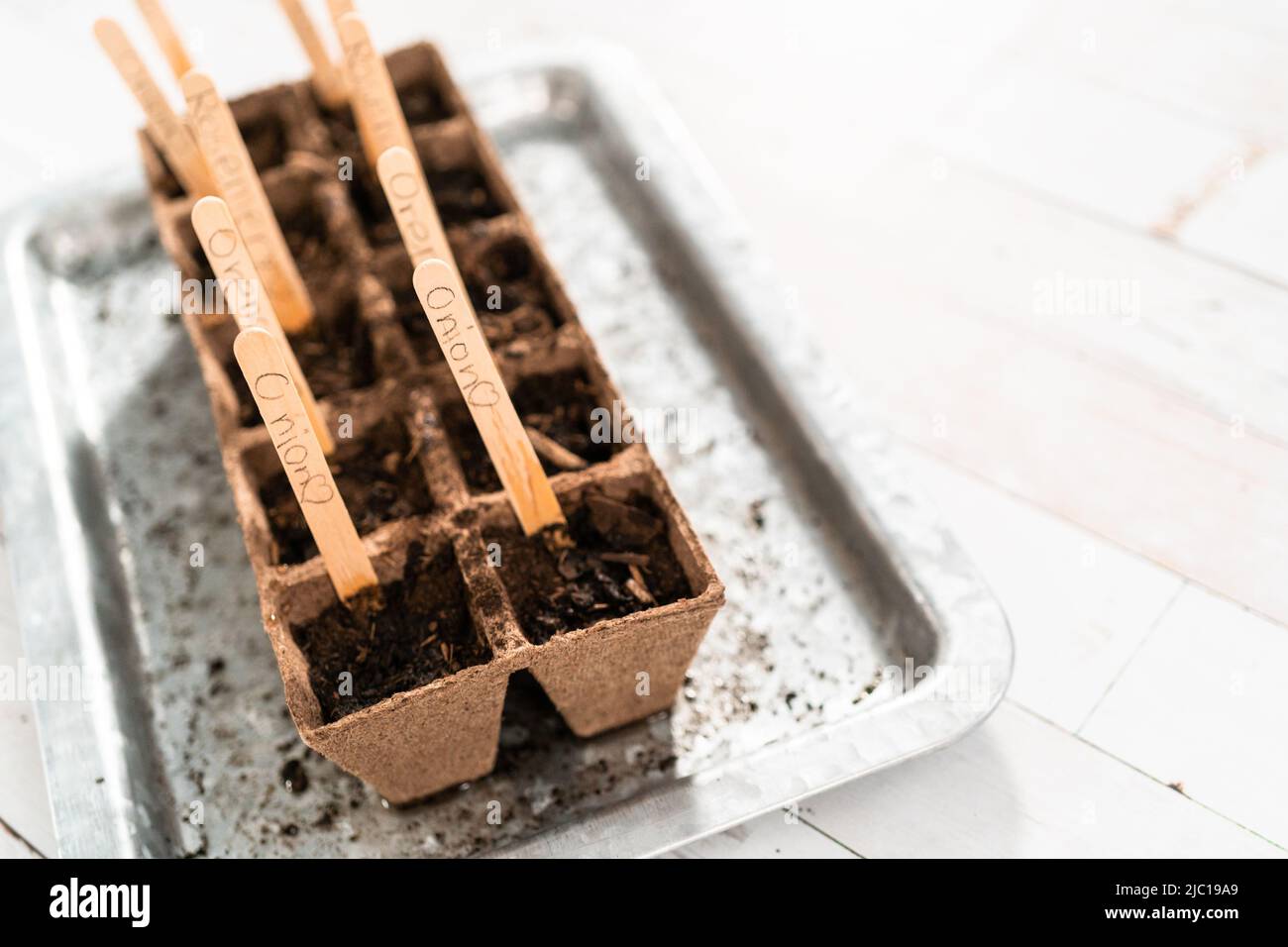 Planting seeds into peat moss pots to start an indoor vegetable garden