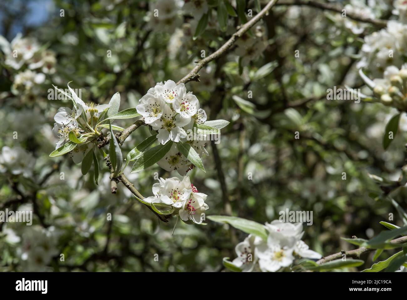 Trees / Flowers: Close up of blossom of Weeping Silver Pear Tree in Spring.- Pyrus salicifolia 'Pendula'. Stock Photo