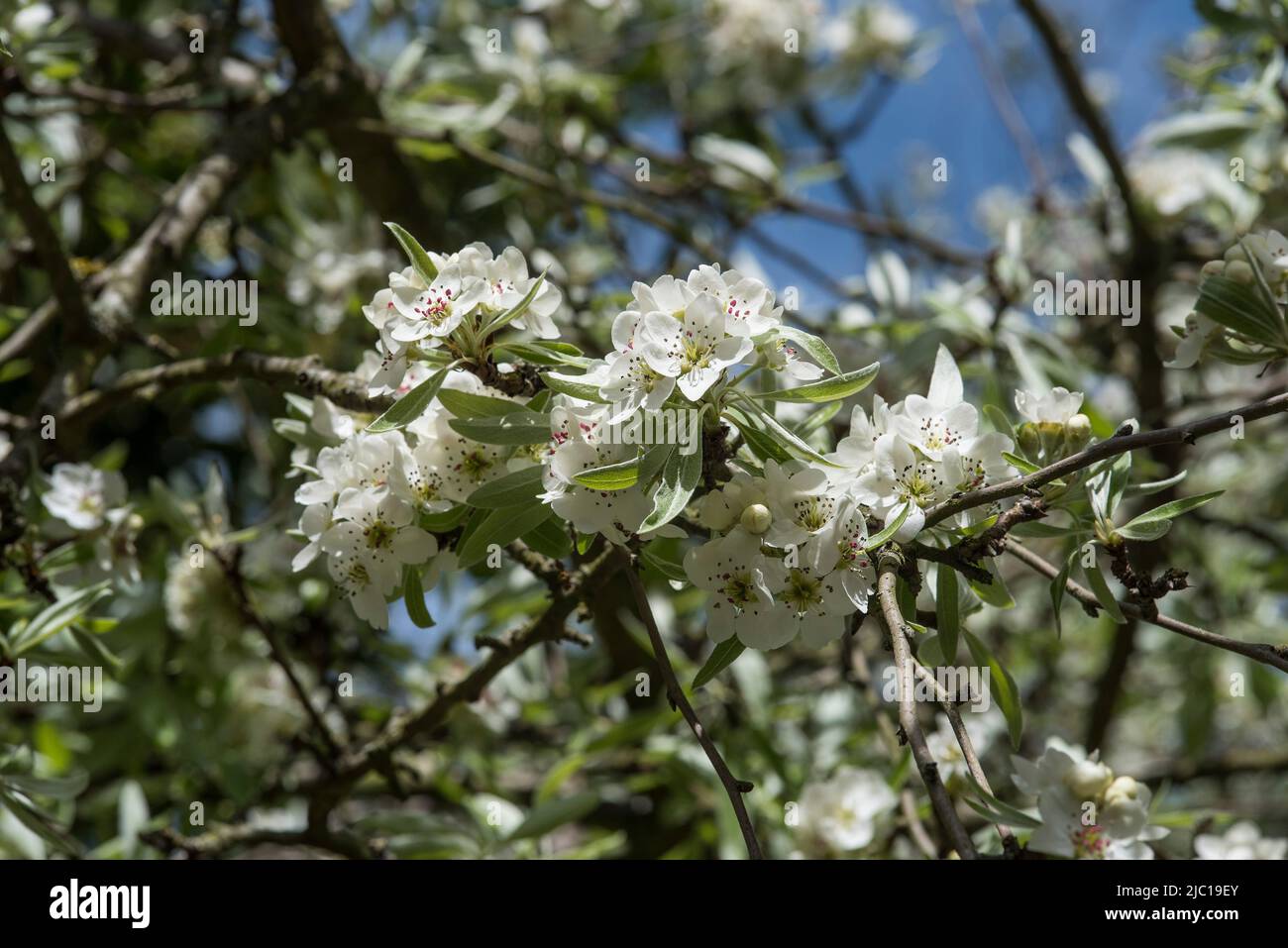Trees / Flowers: Close up of blossom of Weeping Silver Pear Tree in Spring.- Pyrus salicifolia 'Pendula'. Stock Photo