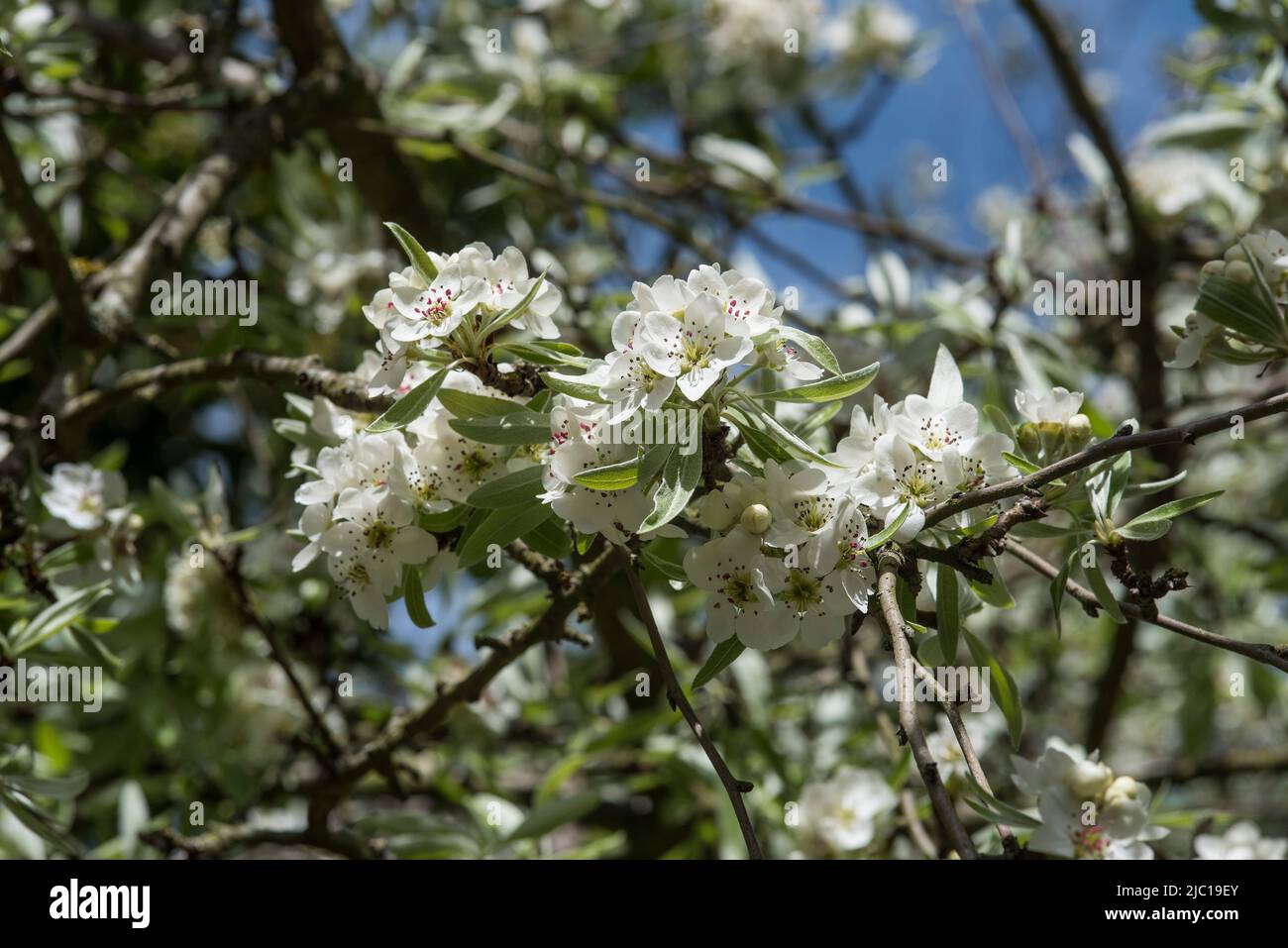 Trees / Flowers: Close up of blossom of Weeping Silver Pear Tree in ...