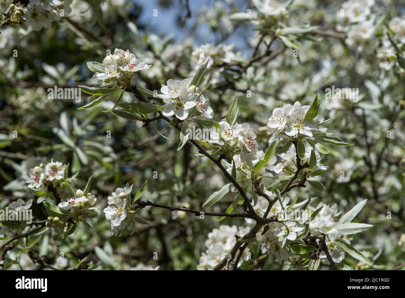 Trees / Flowers: Close up of blossom of Weeping Silver Pear Tree in Spring.- Pyrus salicifolia 'Pendula'. Stock Photo