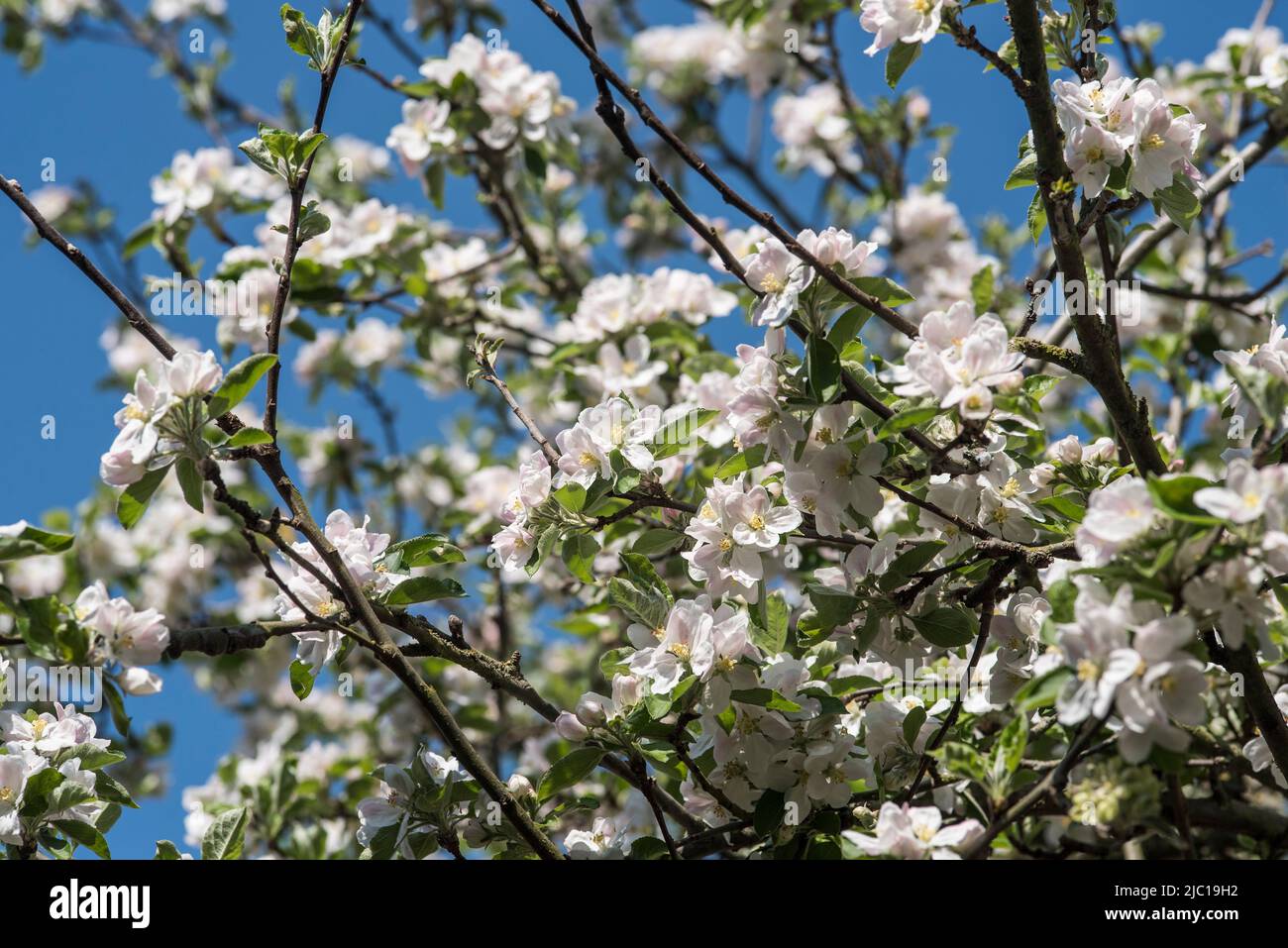 Flowers: Fresh white Apple blossom in Spring. Stock Photo