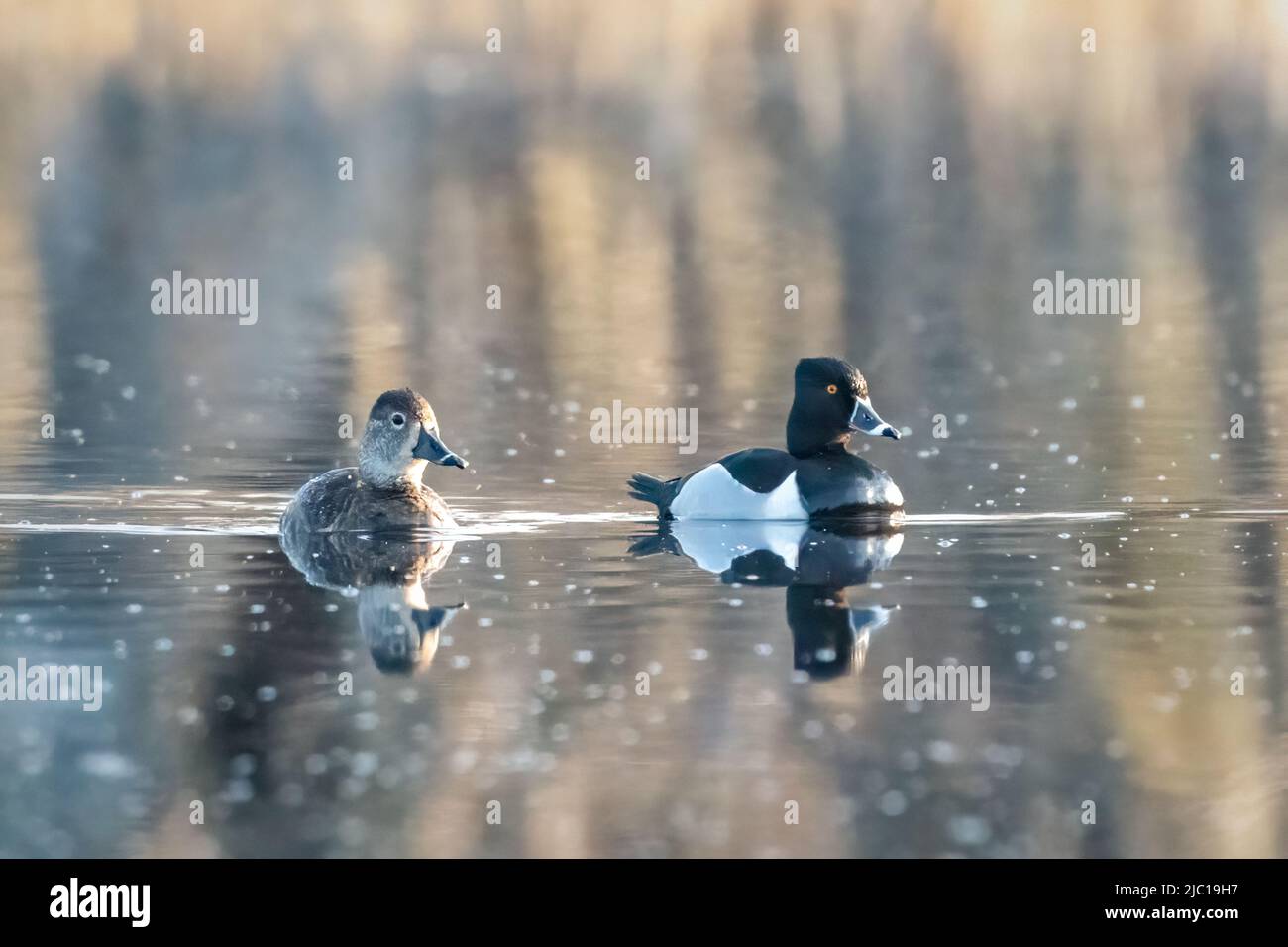 Ring Neck ducks at dawn on the wetlands that is on our rural Door