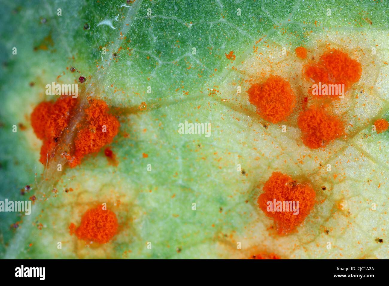 Rose rust, Phragmidium mucronatum, tuberculatum bulbosum. Pustules (urediospores, teliospores) formed on the lower leaf surface of an ornamental rose. Stock Photo