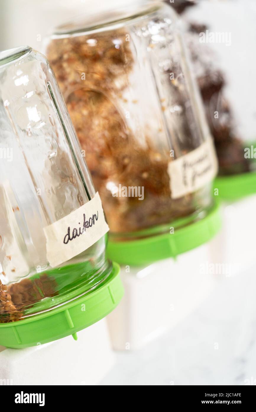 Day 2. Growing organic sprouts in a mason jar with sprouting lid on the