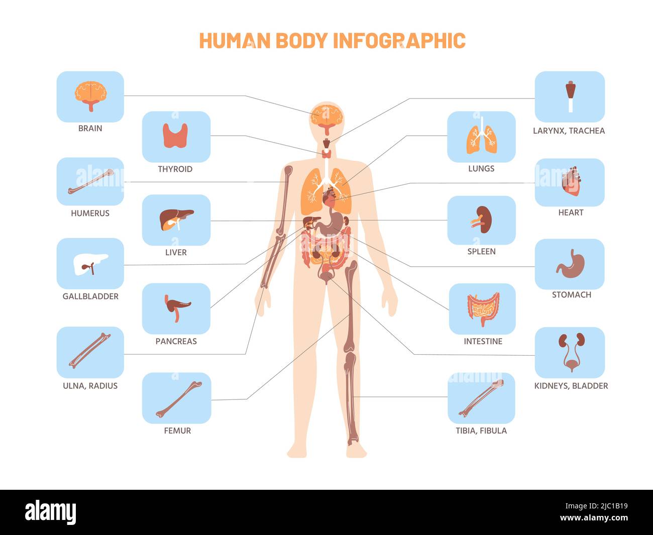 Human body infographic. Anatomy medical scheme with internal organs, kidney stomach lungs. Vector educational biology model illustration Stock Vector