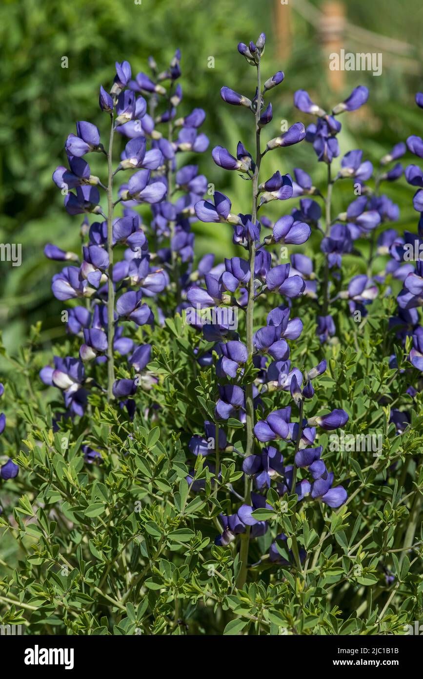 Close up of the blue flowers of False Indigo - Baptisia australis Stock Photo