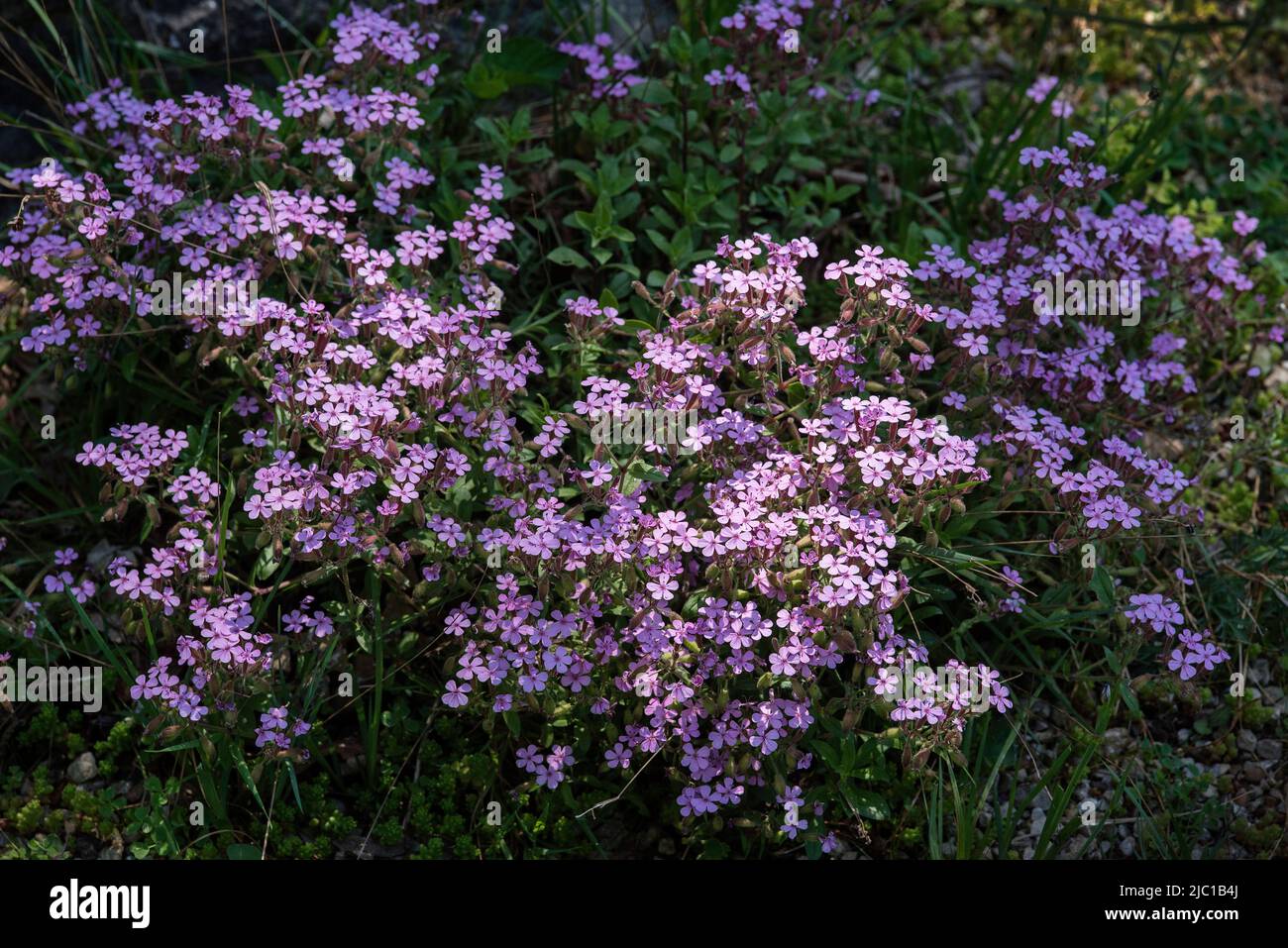 Flowers / gardening: Pink Rock Soapwort - Saponaria ocymoides Stock Photo