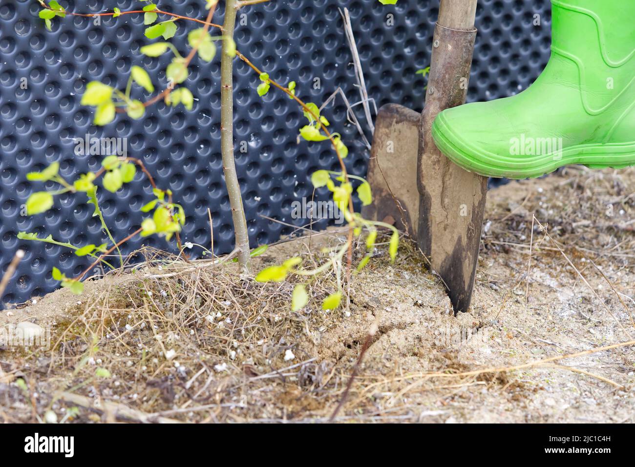 the gardener digs up a young tree near the foundation of the house for ...