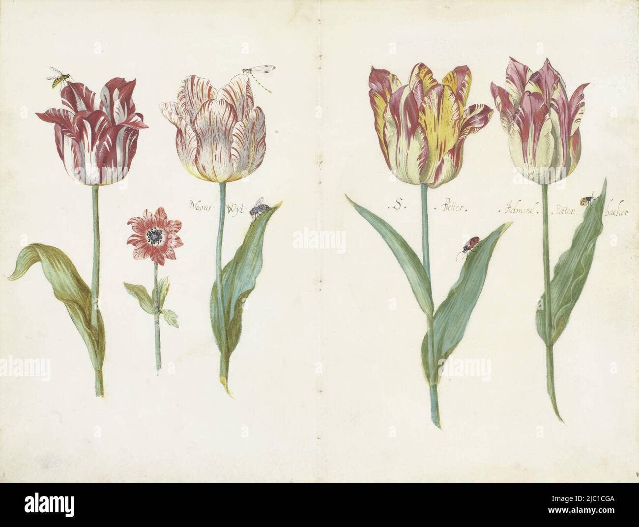 Four tulips, three with the names: Noons Wÿt, S. Pietter and Admiral Pottenbacker, Sheet from a Tulip Book Four tulips with insects and a smaller flower Ensemble of double folded and on both sides with tulips meaning sheets (series title)., draughtsman: Jacob Marrel, c. 1640, parchment (animal material), h 340 mm × w 449 mm Stock Photo