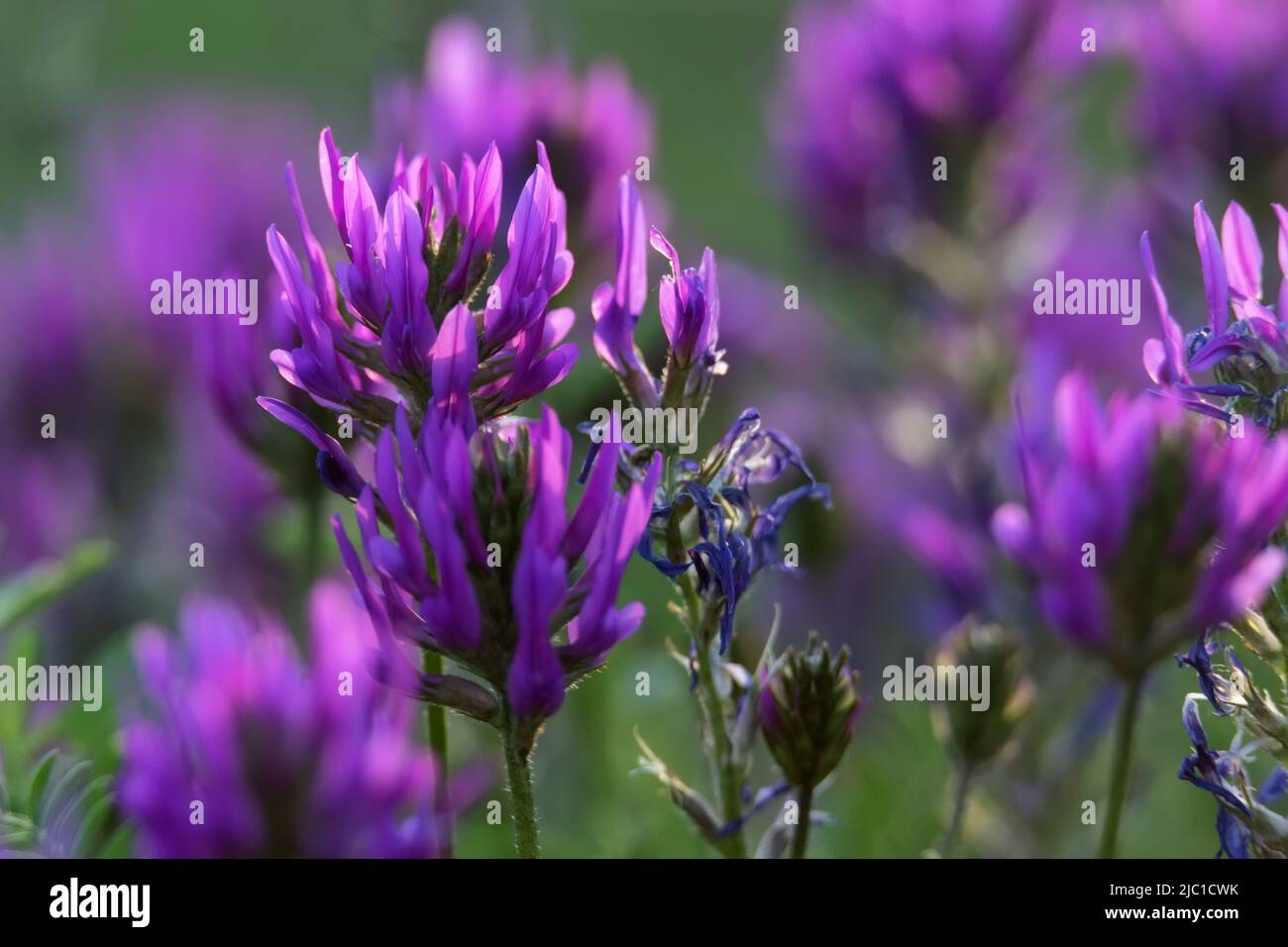 Blossoming milkvetch or Astragalus onobrychis. Herbaceous plant. Meadow and steppe plants. Stock Photo