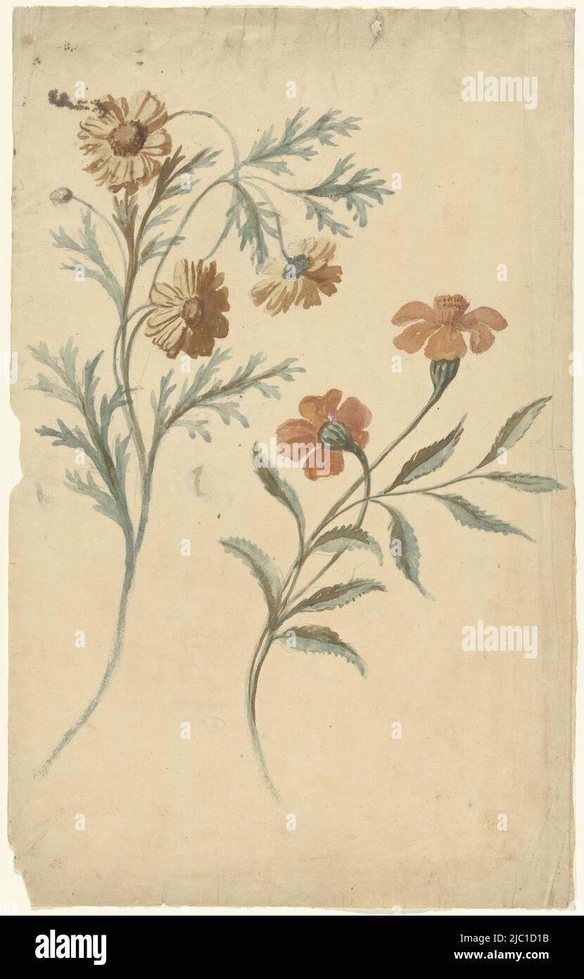Flower study of a red and a brown flower, draughtsman: Elias van Nijmegen, 1677 - 1755, paper, brush, h 378 mm × w 239 mm Stock Photo