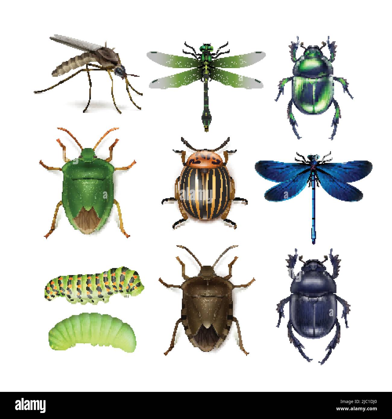 Vector set of different insects gnat, dragonflies, colorado potato beetle, scarabs, green and brown stink bugs, caterpillars top view isolated on whit Stock Vector
