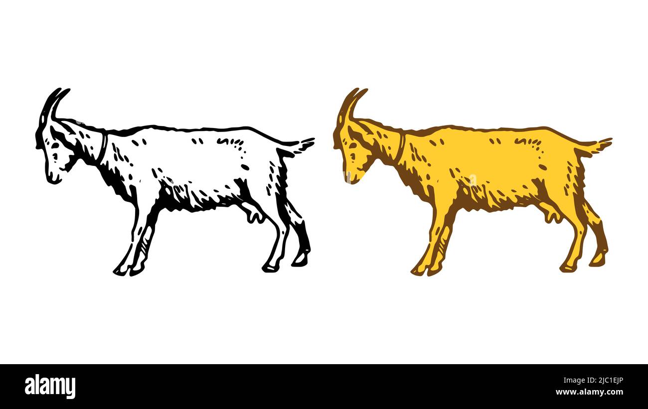 Goat hand drawn vector illustration isolated on white background Stock Vector