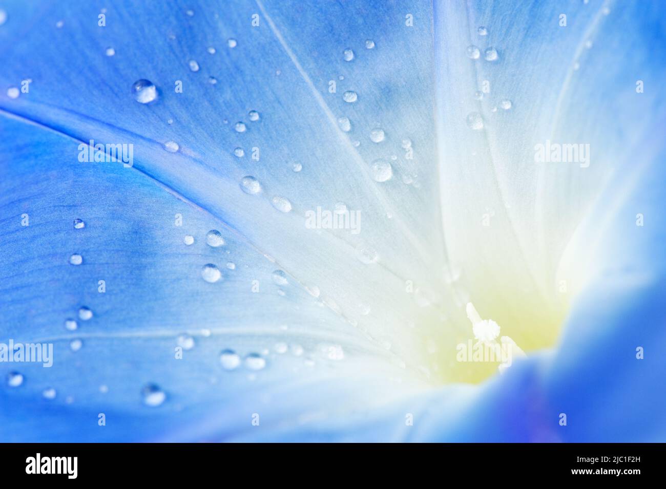Raindrops on Morning Glory (Ipomoea tricolor) flower. Shallow DOF. Stock Photo