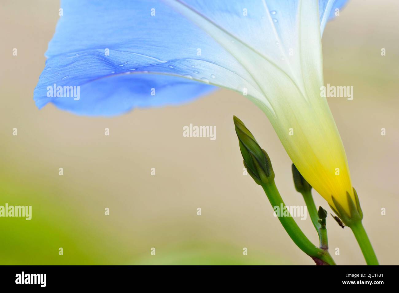 Close-up of Morning Glory (Ipomoea tricolor) flower and flower bud. Stock Photo