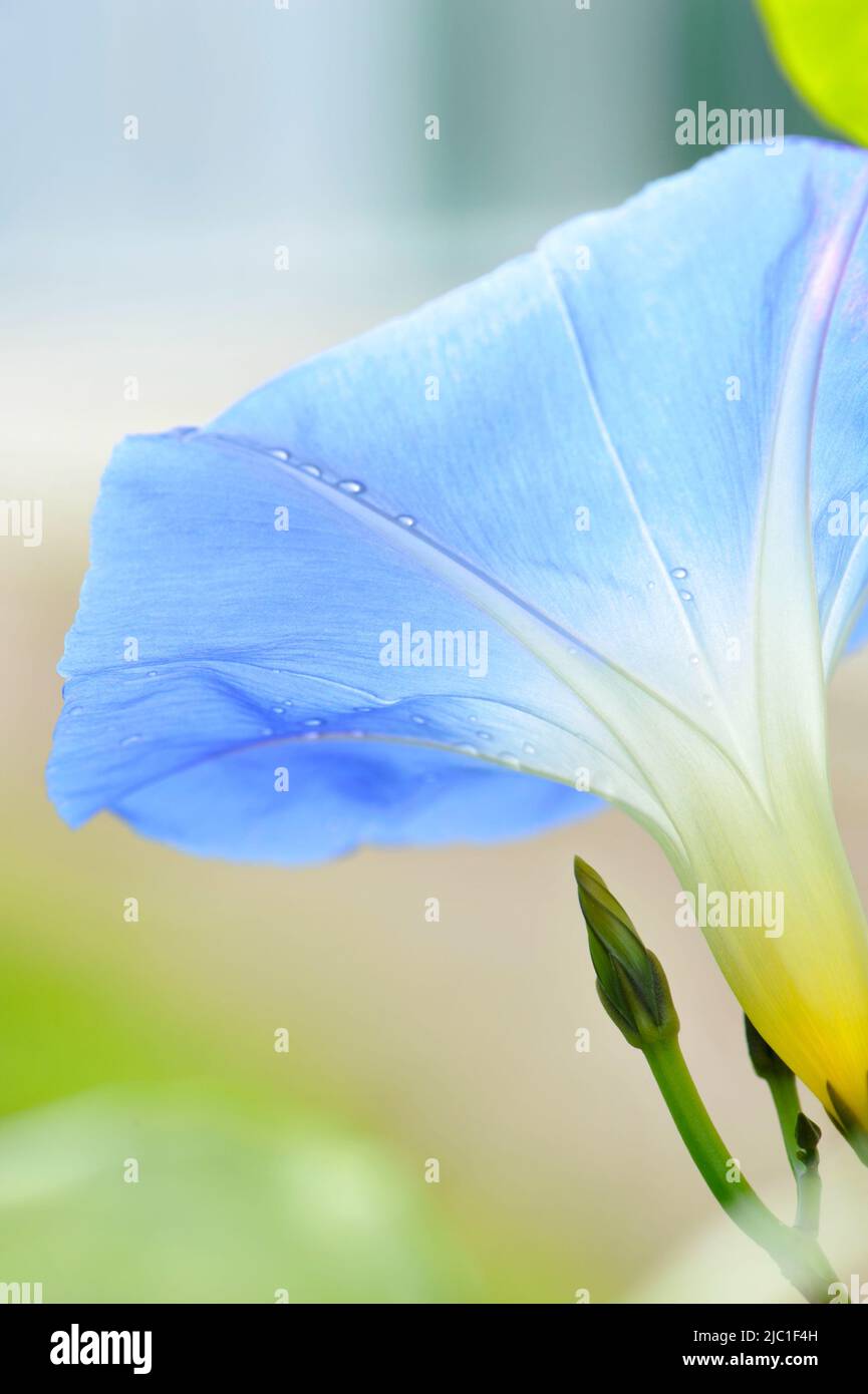 Close-up of Morning Glory (Ipomoea tricolor) flower and flower bud. Stock Photo