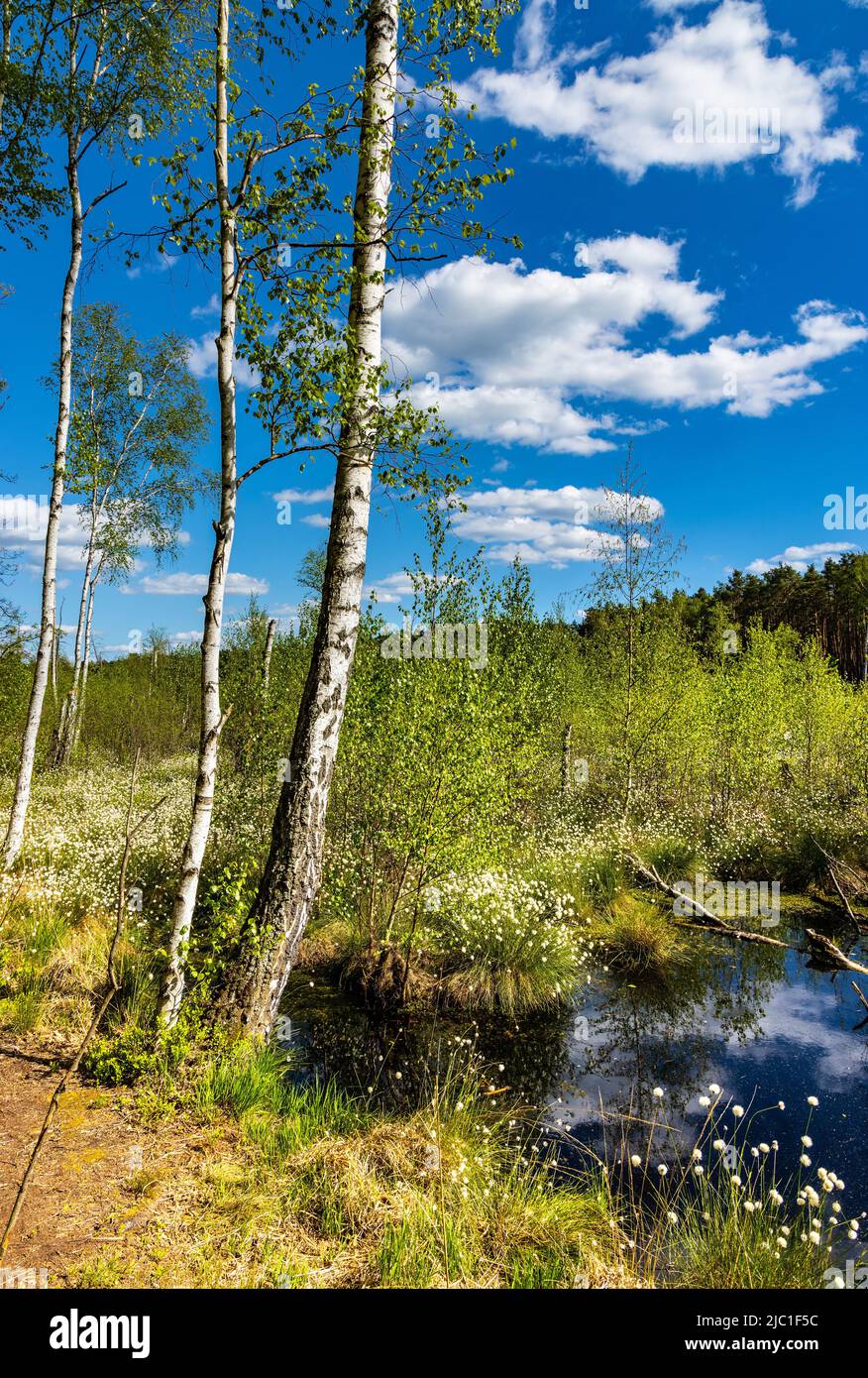 Long Swamp Dlugie Bagno wetland floodplain with late spring reach and saturated greenery with mixed thicket of Kampinos Forest in Palmiry near Warsaw Stock Photo