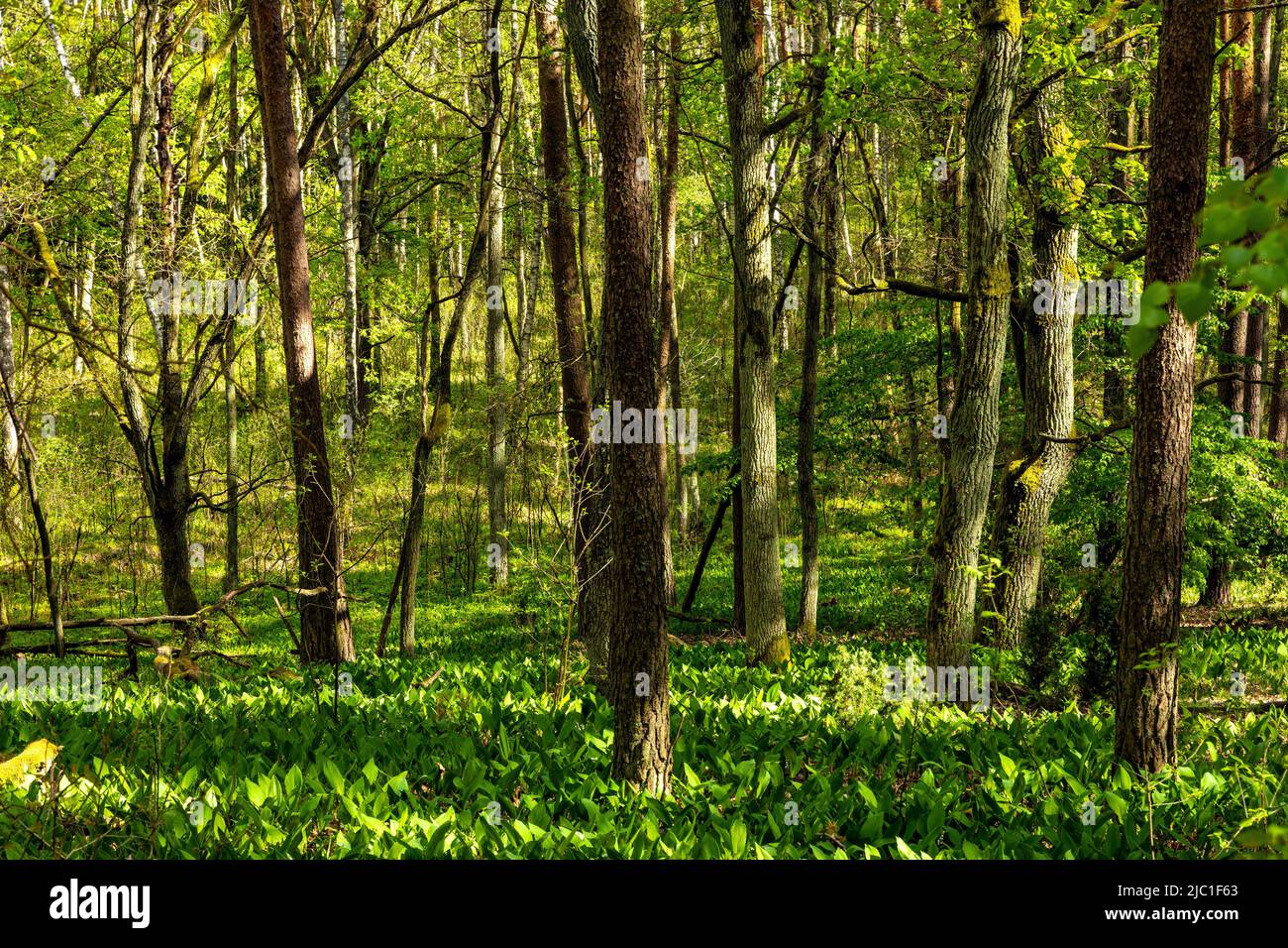 Spring wood landscape with fresh undergrowth within wetlands in mixed thicket of Kampinos Forest in Palmiry near Warsaw in Mazovia region of central P Stock Photo