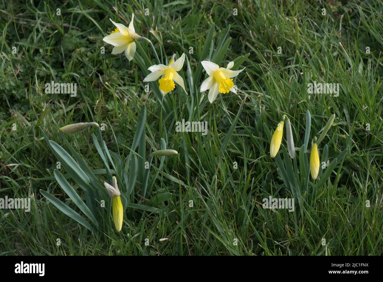 Wild daffodil or Lent lily (Narcissus pseudonarcissus) with pale yellow tepals and darker trumpet flowering in rough grassland in spring, Berkshire, A Stock Photo