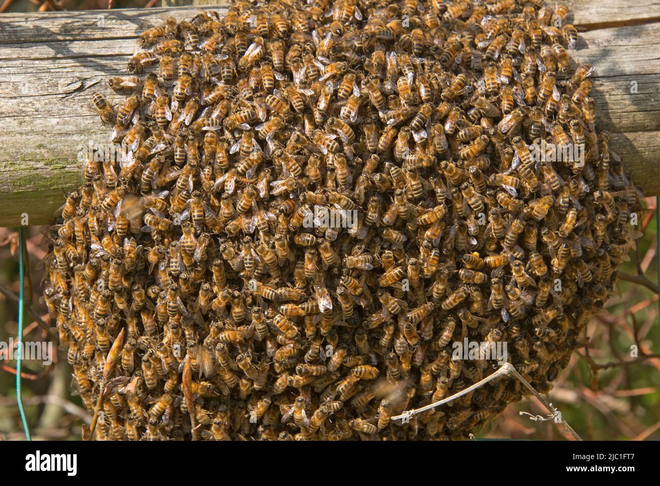 A honey bee (Apis mellifera) swarm around a queen on a garden fence rail in late spring, Berkshire, May Stock Photo