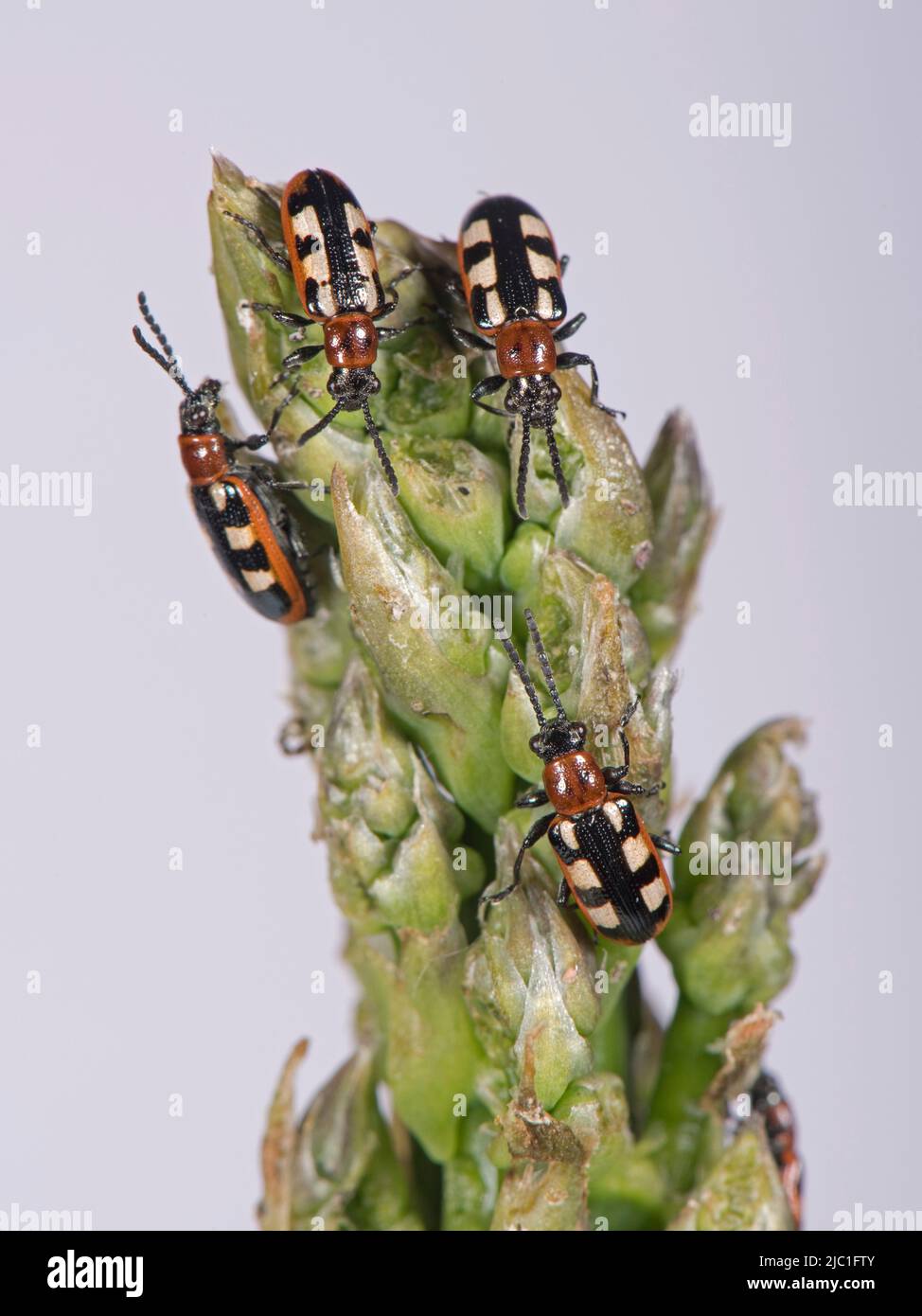 Common asparagus beetle (Crioceris asparagi) beetles and damage on new asparagus spear