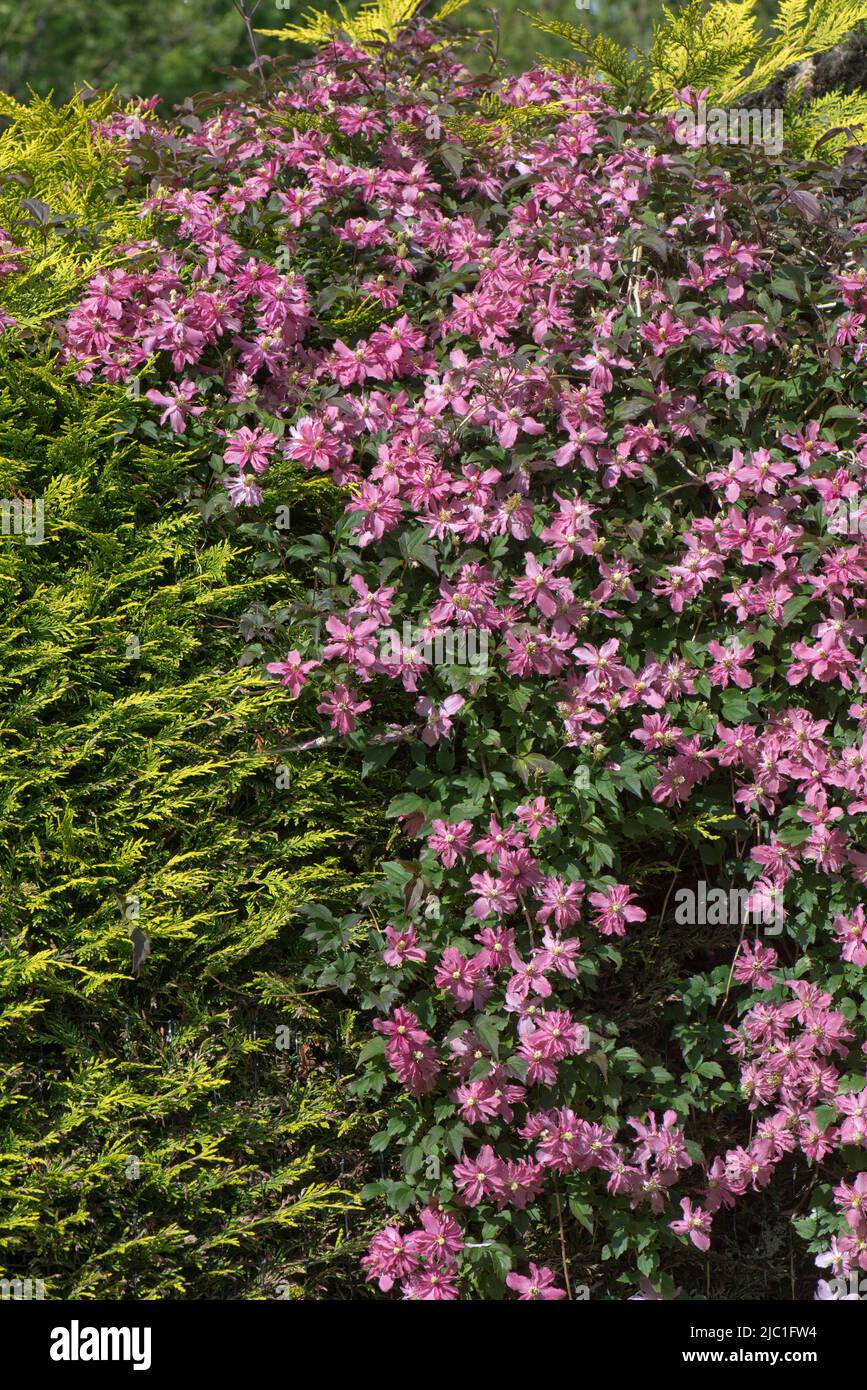 Clematis montana 'Broughton Star' pink purple flowers of climbing ornamental growing over and through an evergreen garden hege, Berkshire, May Stock Photo