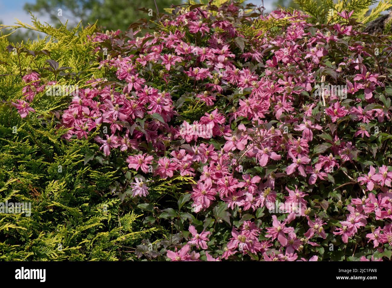 Clematis montana 'Broughton Star' pink purple flowers of climbing ornamental growing over and through an evergreen garden hege, Berkshire, May Stock Photo