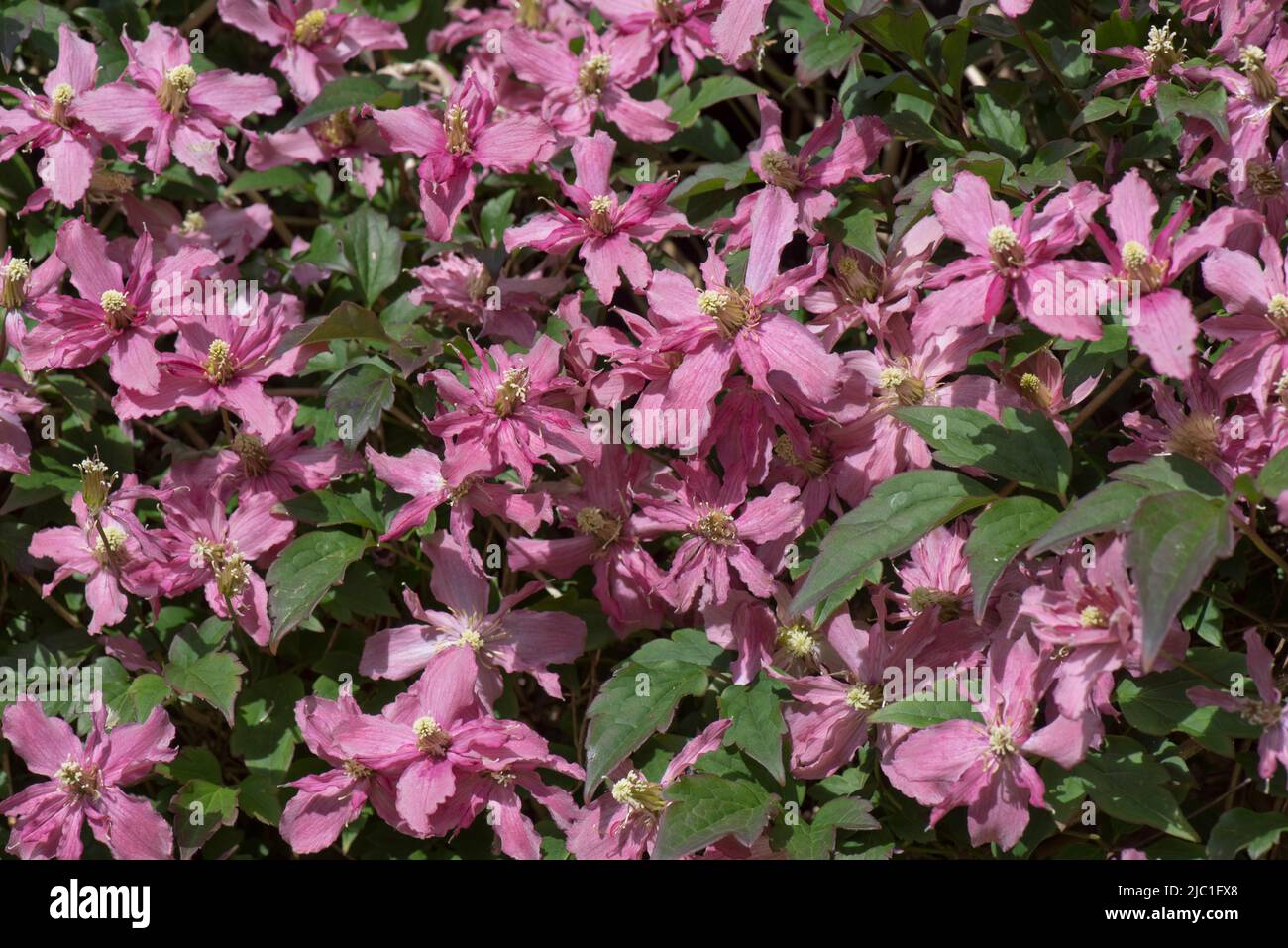 Clematis montana 'Broughton Star' pink purple flowers of climbing ornamental growing over and through an evergreen garden hege, Berkshire, May Stock Photo