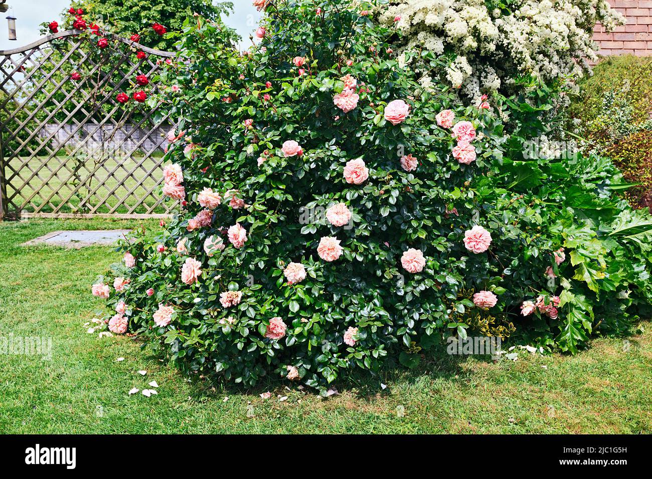 Pink rose bush in herbaceous border garden Stock Photo