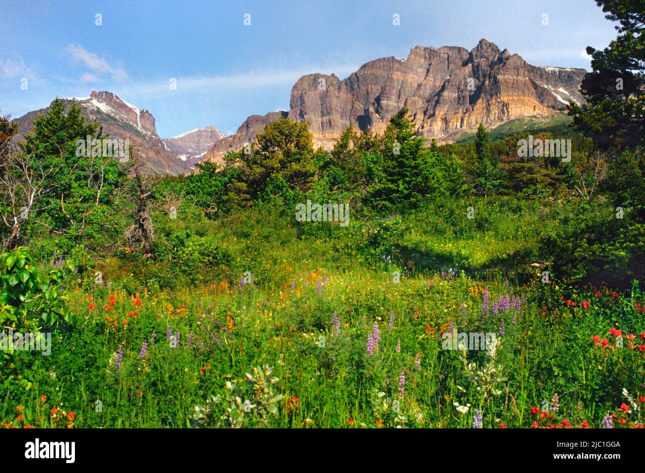 Glacier National Park Montana Many Glacier Valley, Rocky Mountains. Alpine field of wildflowers and glaciers. Scenic landscape of American West, USA Stock Photo