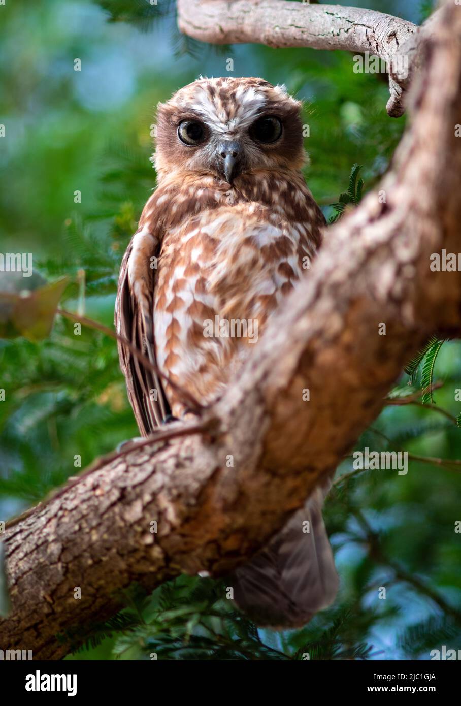 Australian Boobook Owl Juvenile Southern Australia Victoria Stock Photo