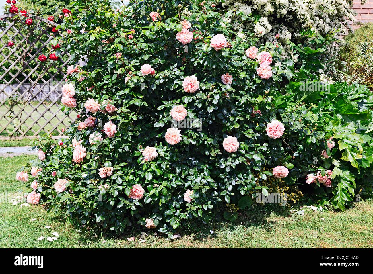 Pink rose bush in garden Stock Photo