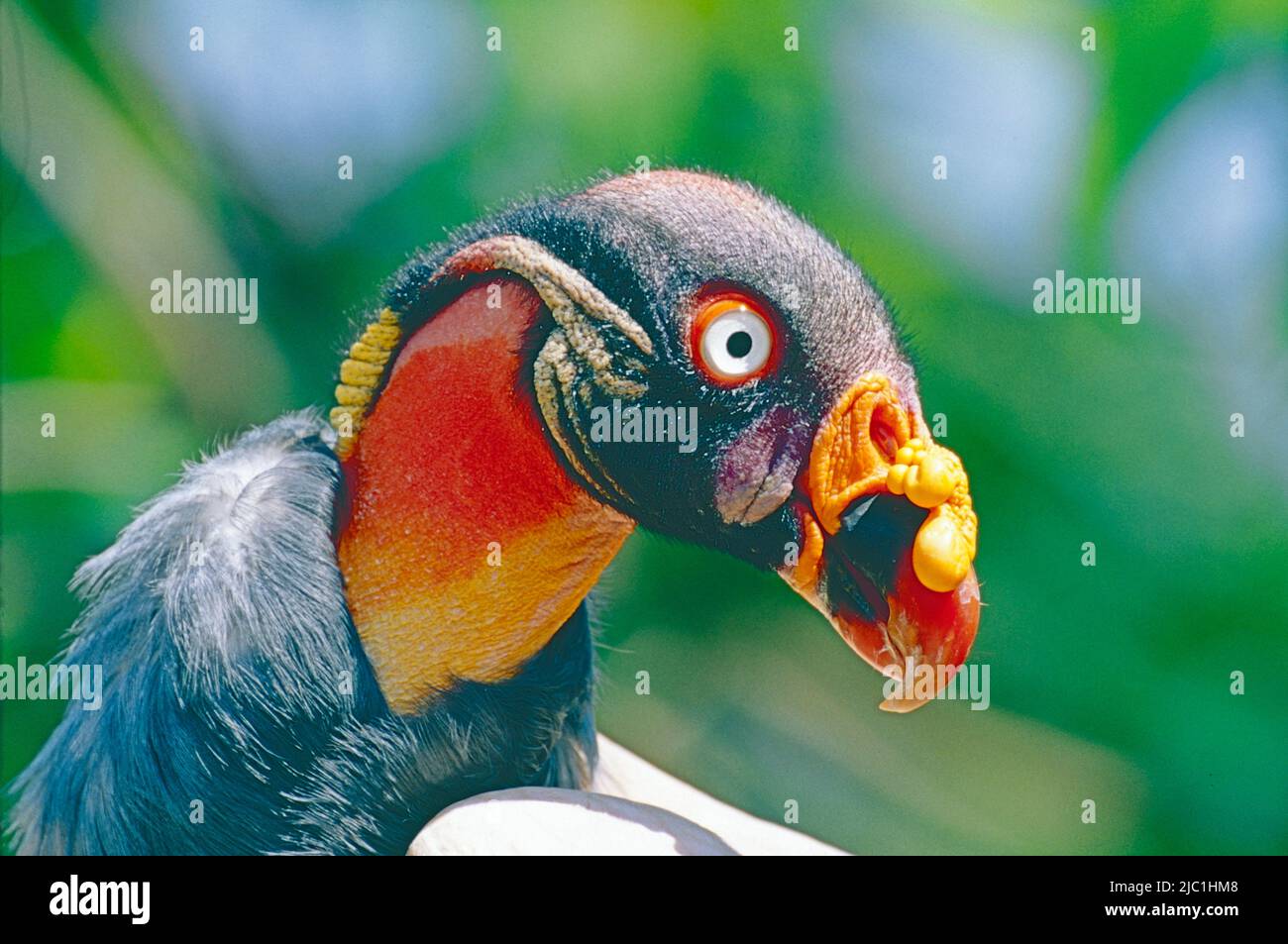 Male King Vulture ,  (Sarcoramphus papa,)  from Central and South America. Stock Photo