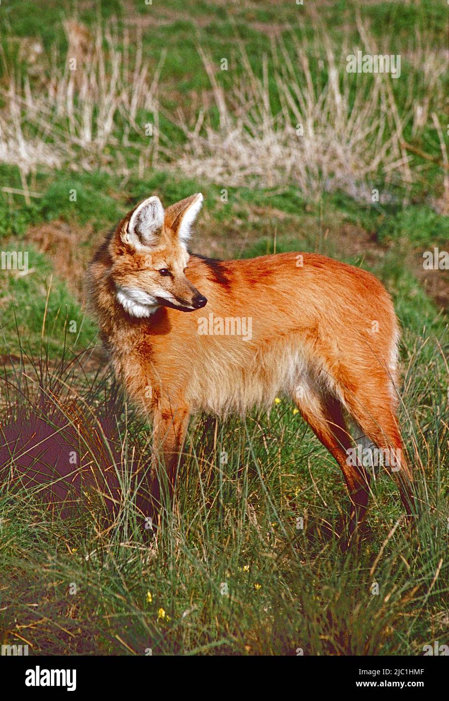 Female Maned Wolf ,  (Chrysocyon brachyurus,)  from  Brazil, Argentina and Paraguay. Stock Photo