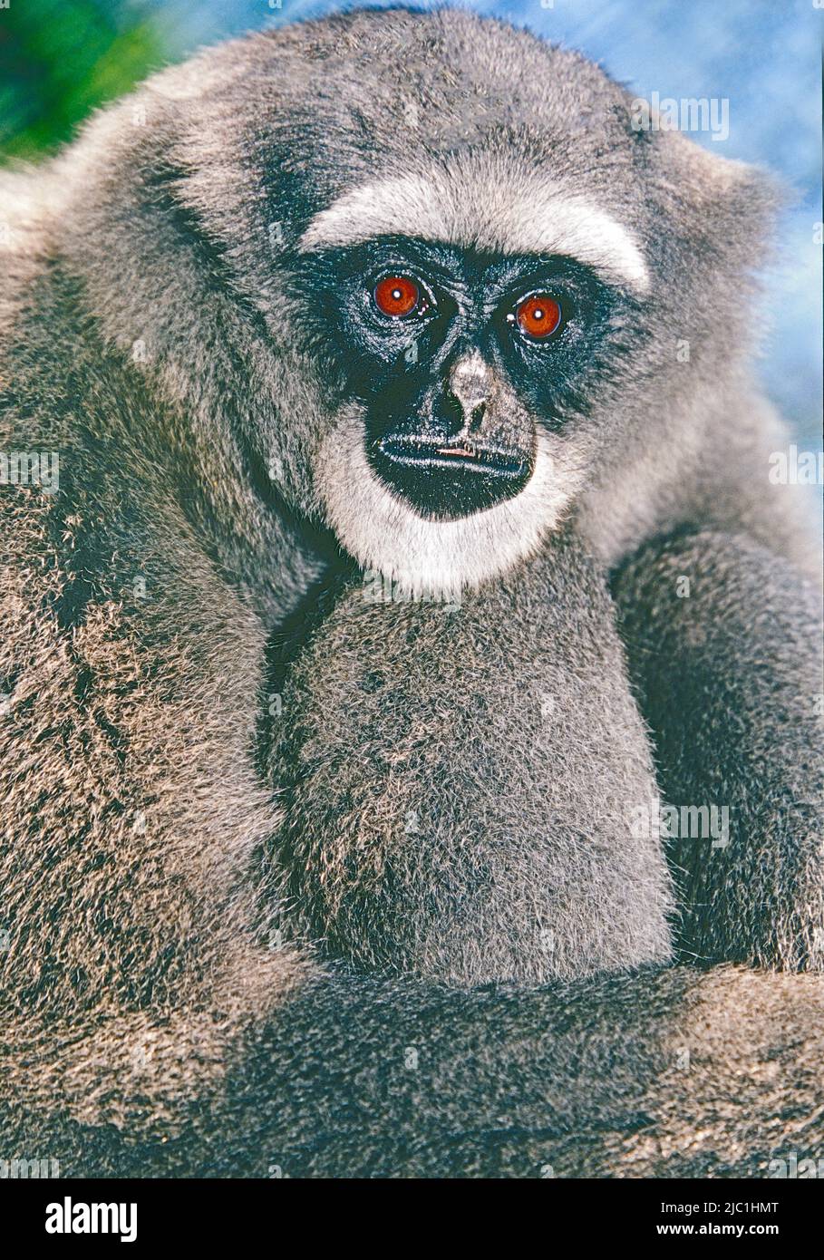 Moloch Gibbon,  (Hylobates moloch.)  Also known as Silvery or Javan Gibbon.  From Java.  Endangered. Stock Photo